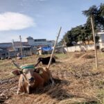 Berburu Kurban Aman untuk Iduladha 1446 H